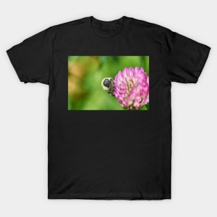 Common carder bee T-Shirt